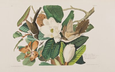 Illustration aus 