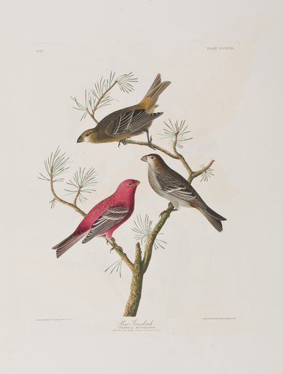 Illustration aus 