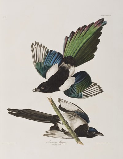 Illustration aus 