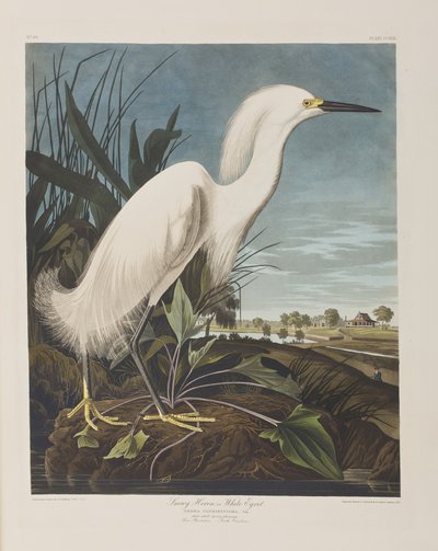 Illustration aus 