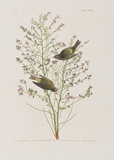 Illustration aus 