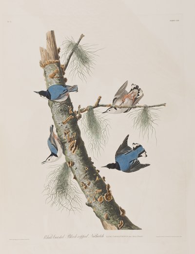 Illustration aus 