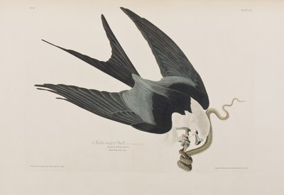 Illustration aus 