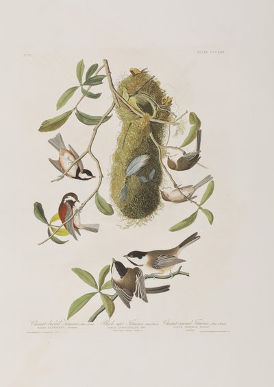 Illustration aus 