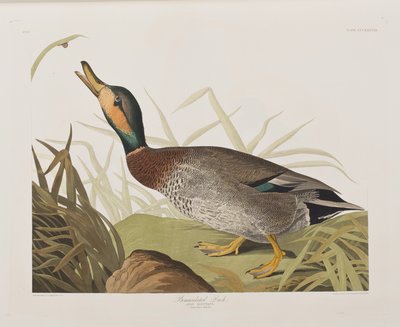 Illustration aus 