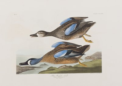 Illustration aus 