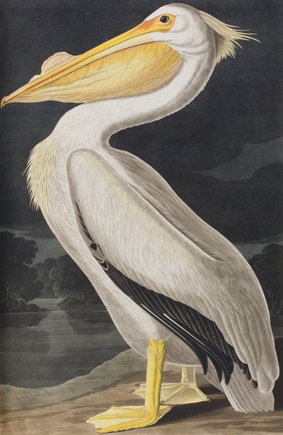 Illustration aus 