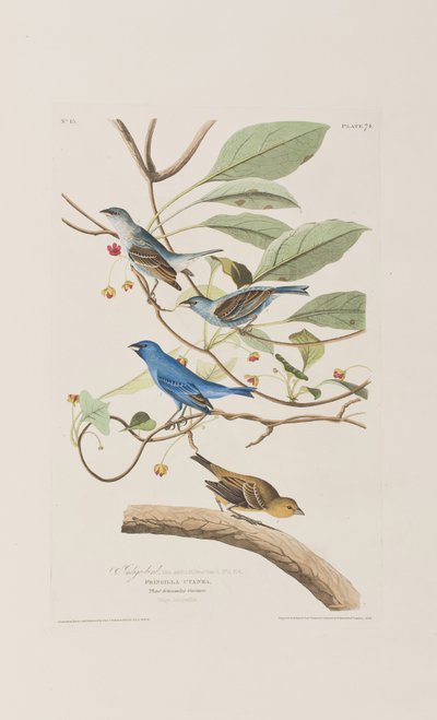 Illustration aus 