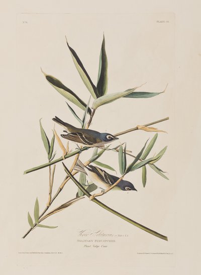 Illustration aus 