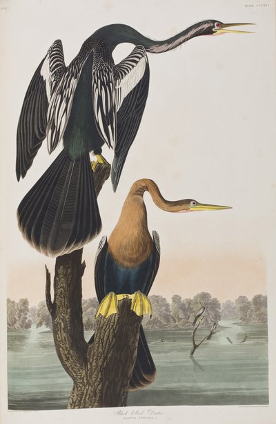 Illustration aus 