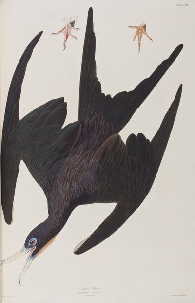 Illustration aus 