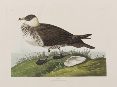 Illustration aus 