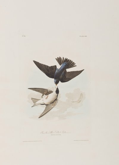 Illustration aus 