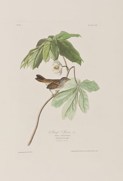 Illustration aus 