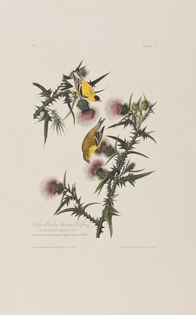 Illustration aus 