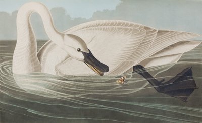 Illustration aus 