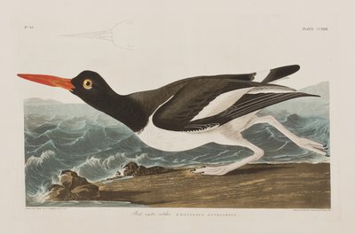Illustration aus 