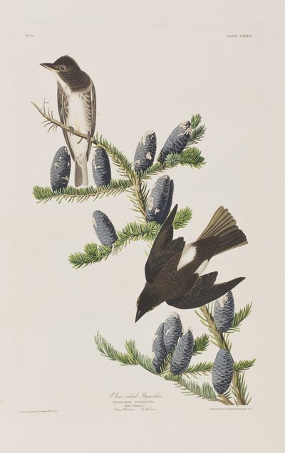 Illustration aus 