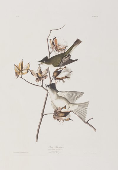 Illustration aus 