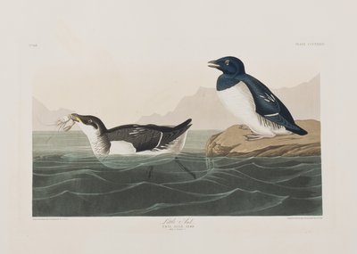 Illustration aus 