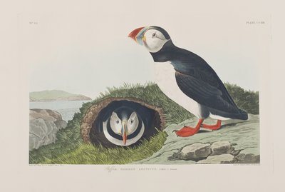Illustration aus 