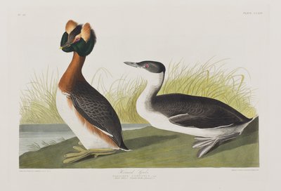 Illustration aus 