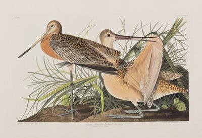 Illustration aus 