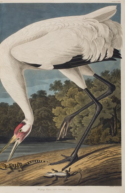 Illustration aus 