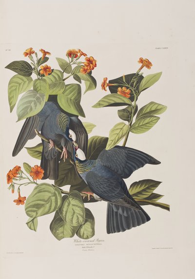 Illustration aus 