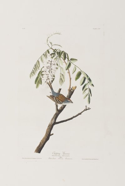 Illustration aus 