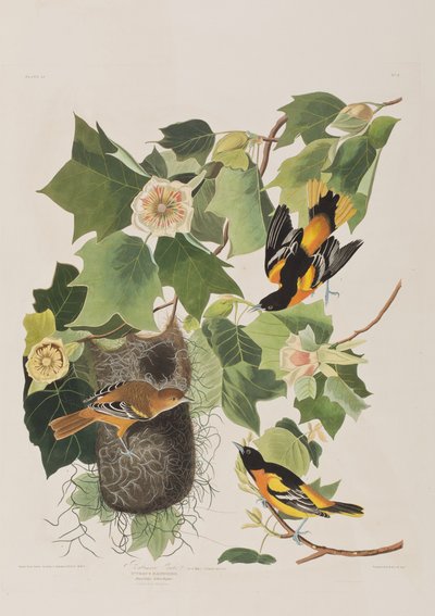 Illustration aus 