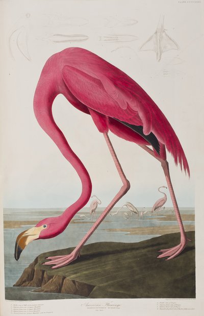 Illustration aus 
