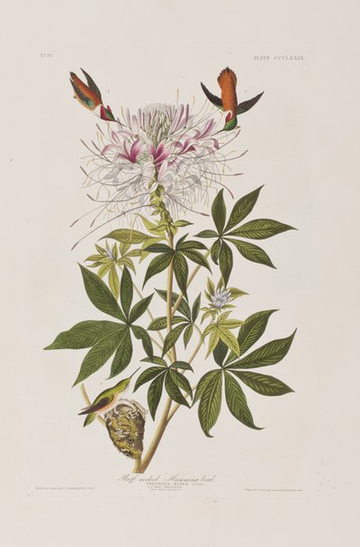 Illustration aus 
