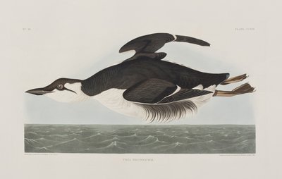 Illustration aus 