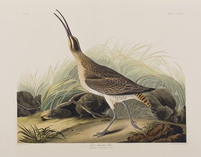 Illustration aus 