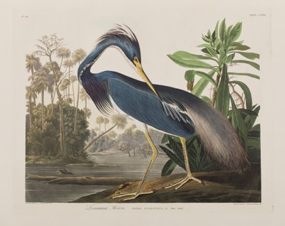 Illustration aus 