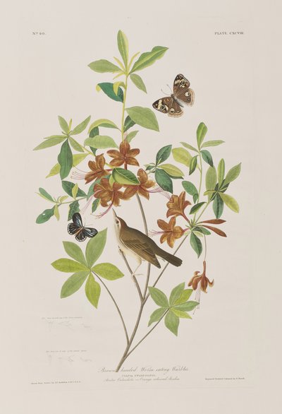 Illustration aus 