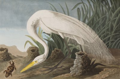 Illustration aus 