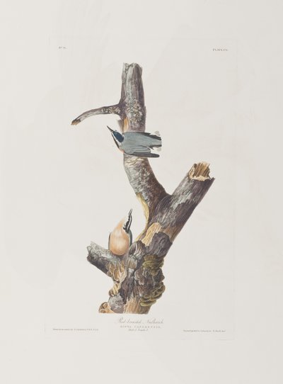 Illustration aus 