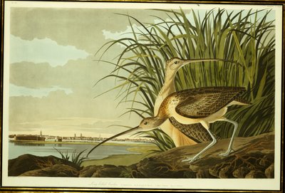 Männlicher und weiblicher Langschnabel-Brachvogel von John James Audubon