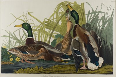 Stockente, 1834 von John James Audubon