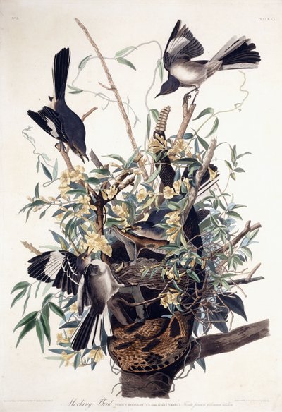 Spottdrossel (Turdus Polyglottus) von John James Audubon