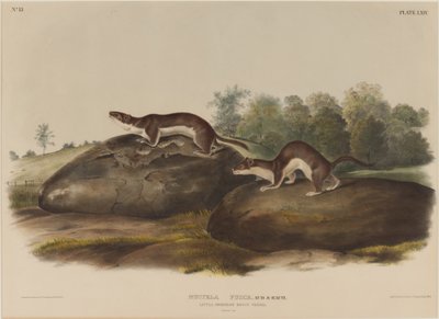 Mustella Fusca von John James Audubon