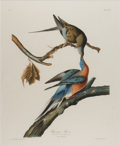 Wandertaube, 1827-1838 von John James Audubon
