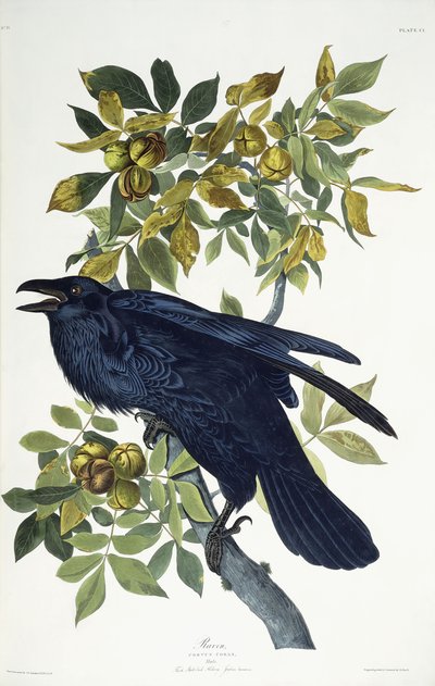Rabe von John James Audubon