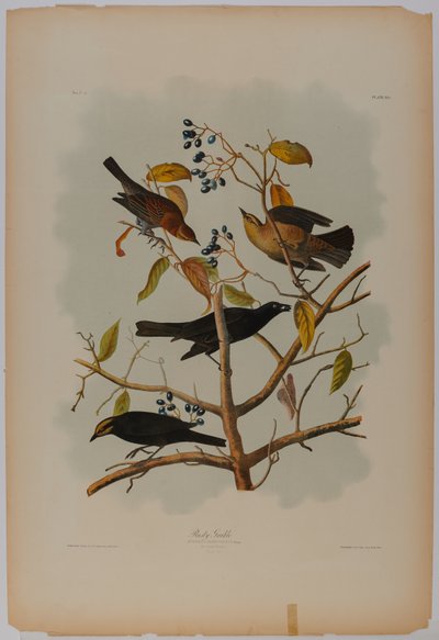 Rostiger Grackel von John James Audubon