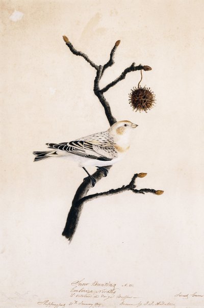 Schneeammer, 1809 von John James Audubon