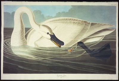Trompeterschwan von John James Audubon
