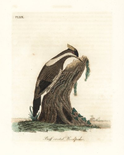 Crimson-crested Specht, Campephilus melanoleucos (Buff-crested Specht, Picus melanoleucus). Basierend auf einer Haut im Leverian Museum. Handkolorierte Kupferplatte, gezeichnet und graviert von John Latham aus seiner eigenen A General History of Birds, Win von John Latham