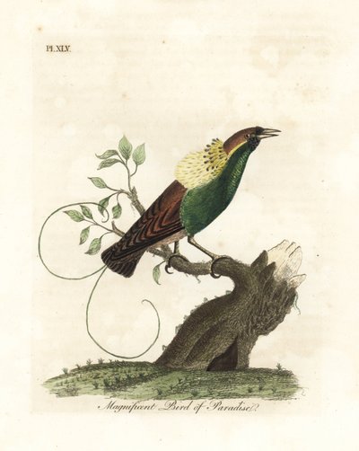 Prachtparadiesvogel, Diphyllodes magnificus (Paradisea magnifica). Handkolorierte Kupferplatte gezeichnet und graviert von John Latham aus seiner eigenen 